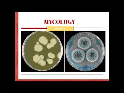 Mold in Tagalog.